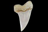 Mako Shark Tooth Fossil - Sharktooth Hill, CA #94703-1
